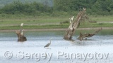 Video of Grey Heron - Grey Heron hunting fish in the lake